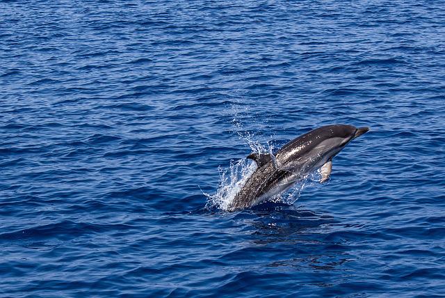 Whale and Dolphin Watching